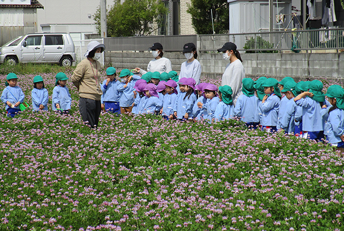 第二福田レンゲ摘み